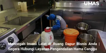 Mencegah Invasi Lalat di Ruang Dapur Bisnis Anda  Segera Hubungi Layanan Pengendalian Hama Canggu