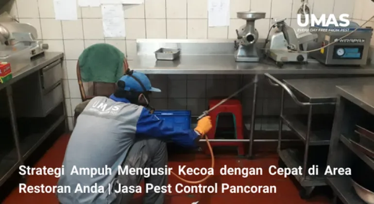 Strategi Ampuh Mengusir Kecoa dengan Cepat di Area Restoran Anda | Jasa Pengendalian Hama Pancoran