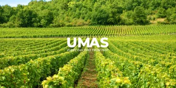 Hama Kebun Anggur Ancaman dan Cara Mengendalikannya